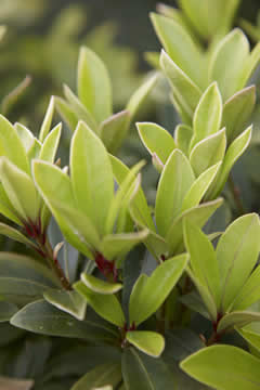 bladeren van Skimmia